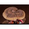 The Mushroom Girls Series No.5 figurine Mannentake Reverse Studio